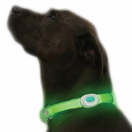 LightUp Dog Collar
