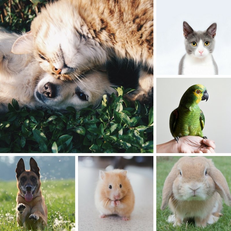 Its National Pet Day - Promotional Pet Accessory Gift Ideas Feature Image