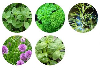 Grow your own seed pod - herb mix