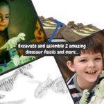 Promotional Assorted 2 in 1 Fossil Excavation Kit I f